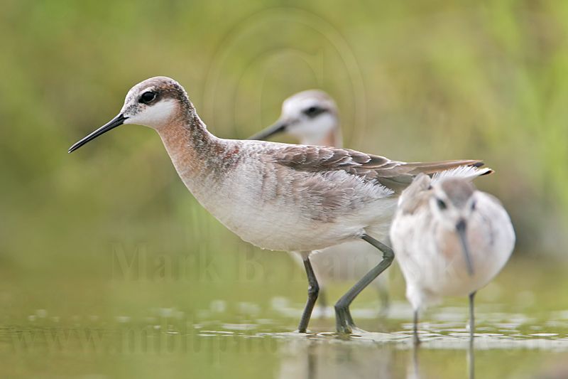 _MG_6345 Wilsons Phalarope.jpg