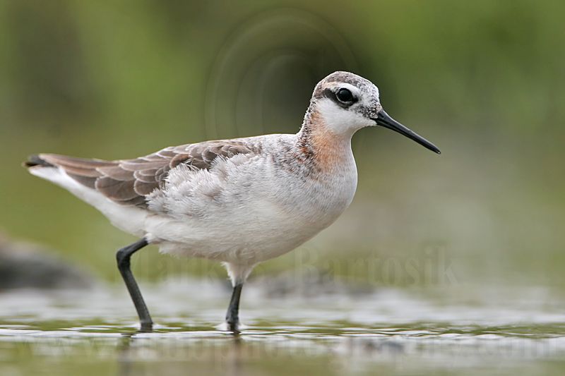 _MG_6387 Wilsons Phalarope.jpg
