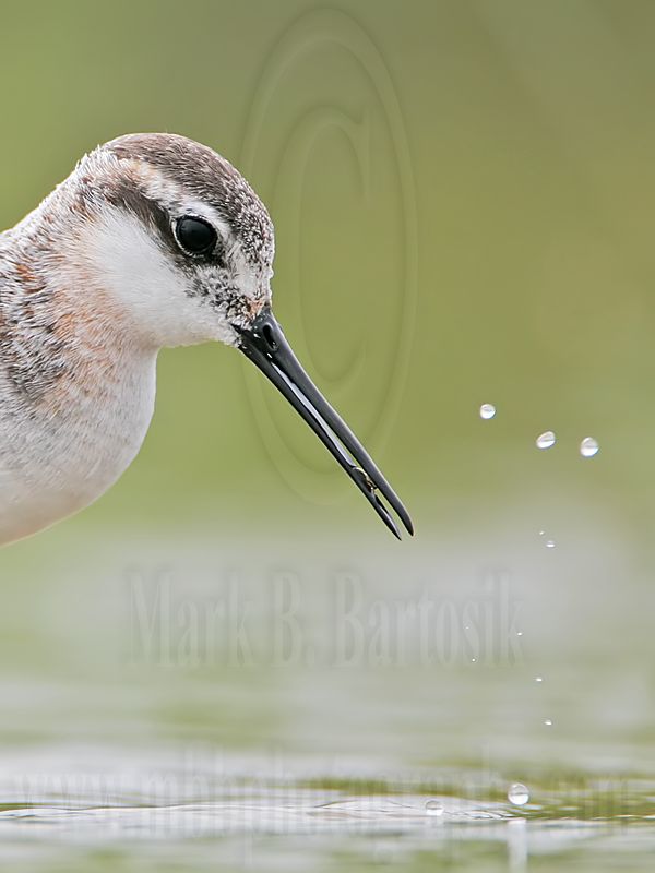 _MG_6397crop Wilsons Phalarope.jpg