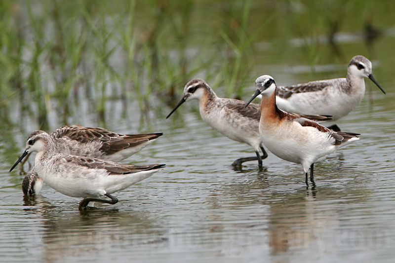 _MG_6423 Wilsons Phalarope.jpg
