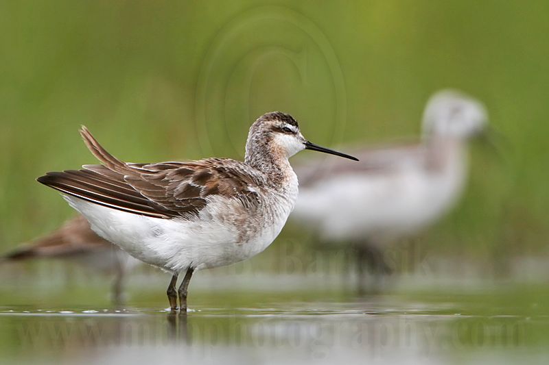 _MG_6437 Wilsons Phalarope.jpg