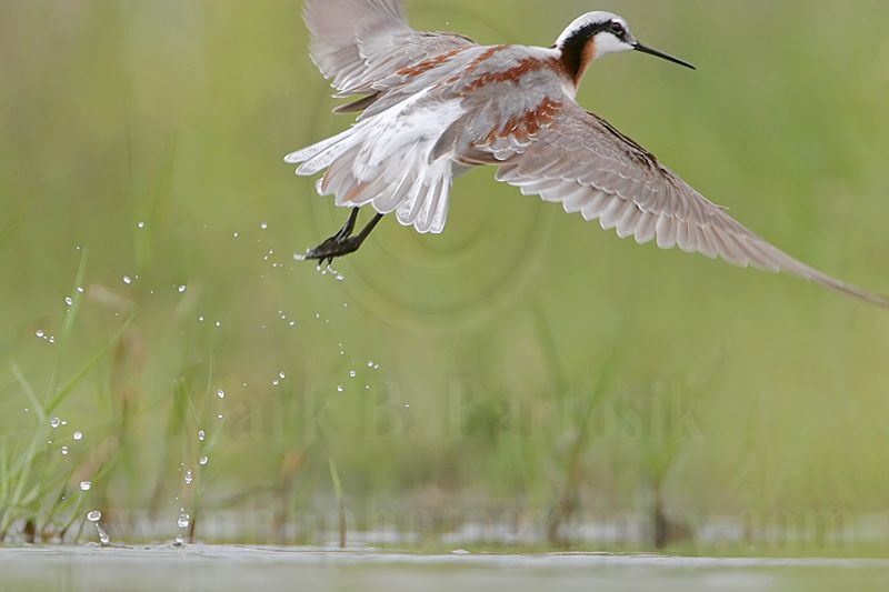 _MG_6441 Wilsons Phalarope.jpg