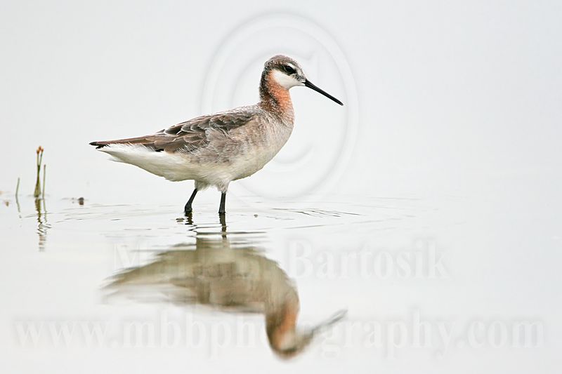 _MG_6531 Wilsons Phalarope.jpg
