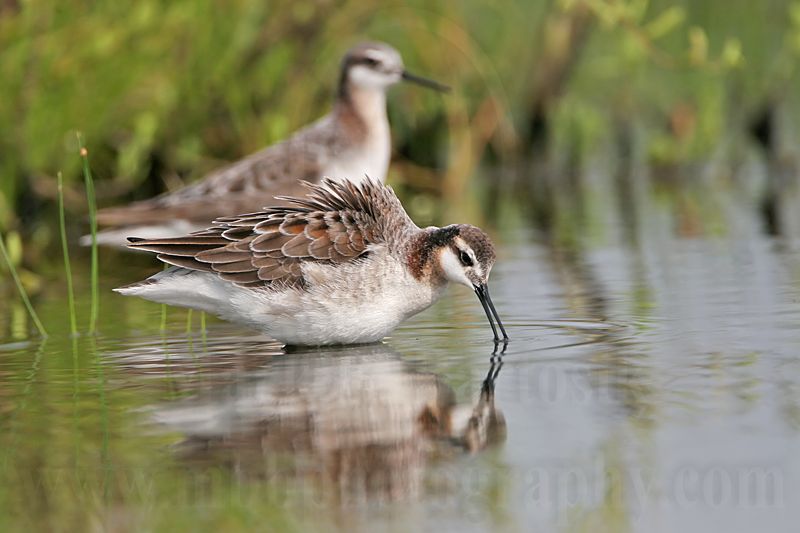 _MG_7310 Wilsons Phalarope.jpg