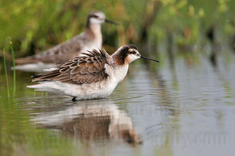 _MG_7312 Wilsons Phalarope.jpg