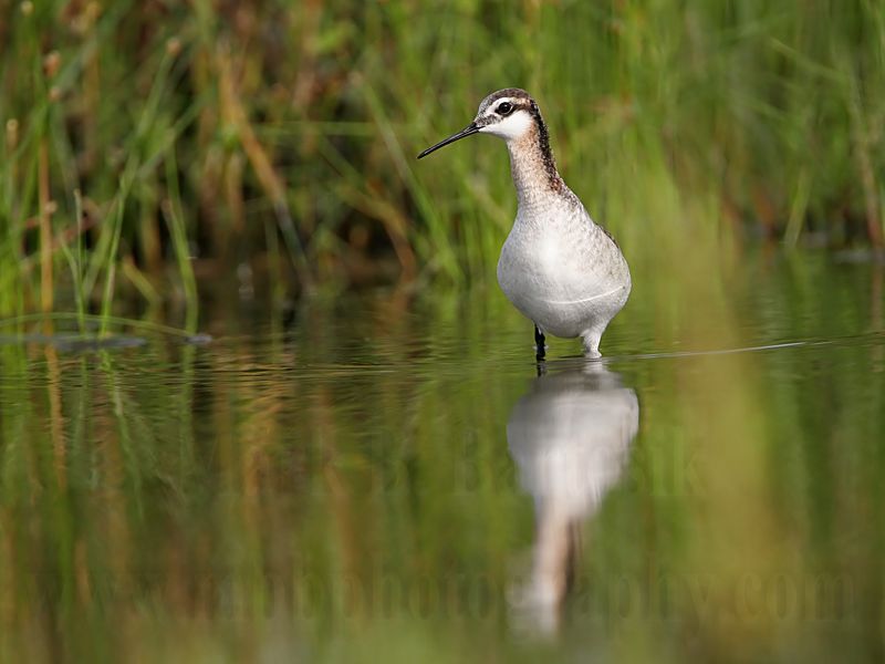 _MG_7354 Wilsons Phalarope.jpg