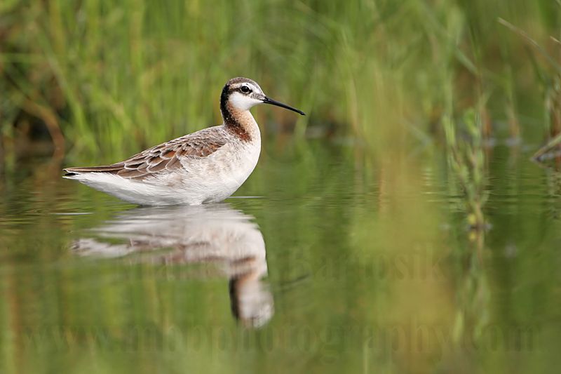 _MG_7365 Wilsons Phalarope.jpg