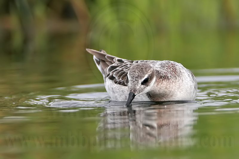 _MG_7462 Wilsons Phalarope.jpg