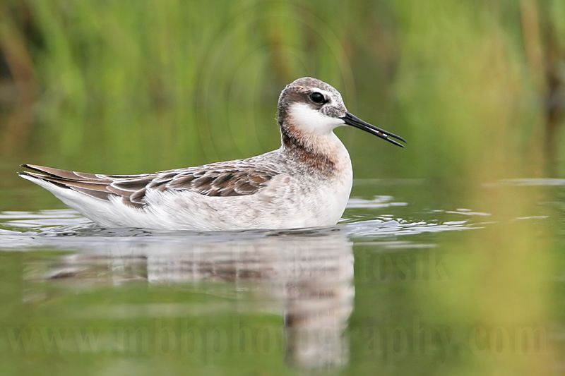 _MG_7463 Wilsons Phalarope.jpg