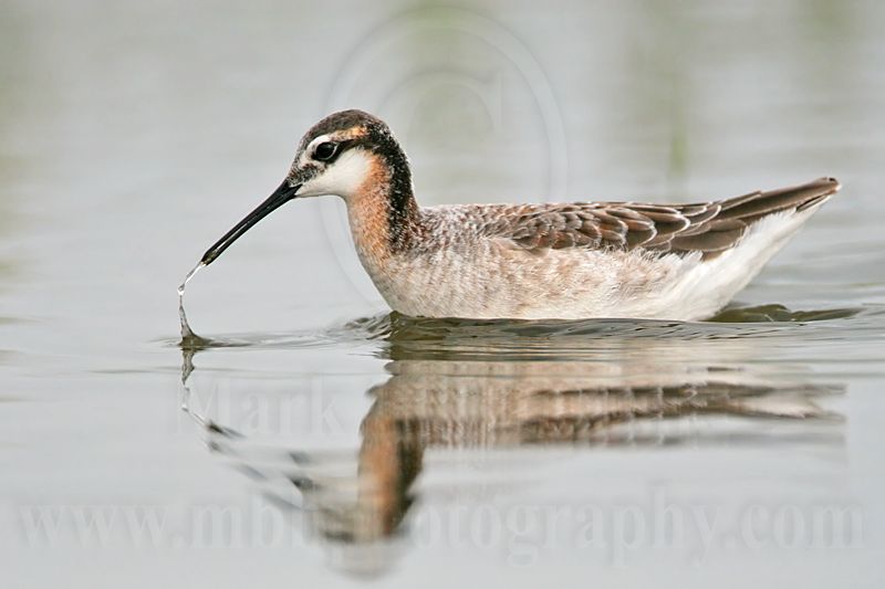 _MG_7596 Wilsons Phalarope.jpg