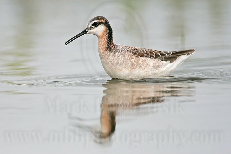 _MG_7597 Wilsons Phalarope.jpg