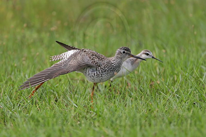 _MG_7742 Wilsons Phalarope.jpg