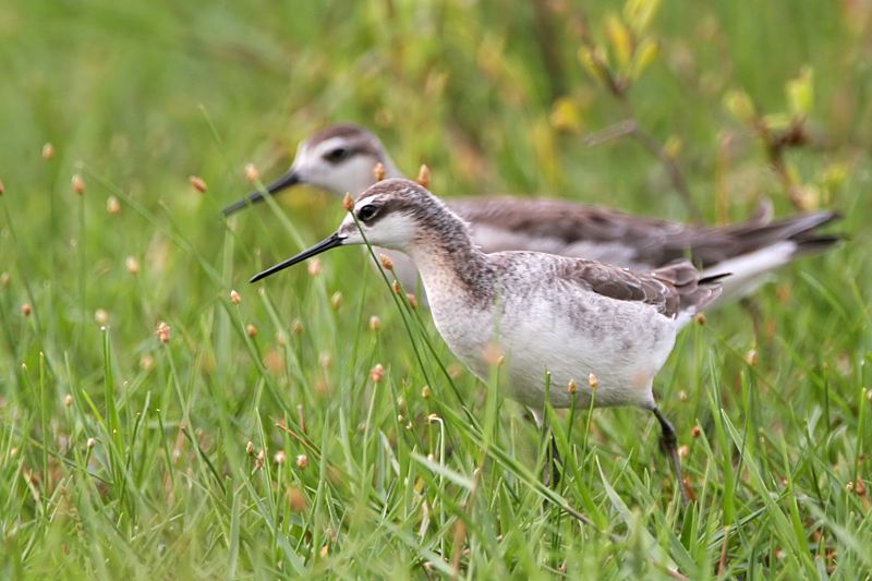 _MG_7776 Wilsons Phalarope.jpg