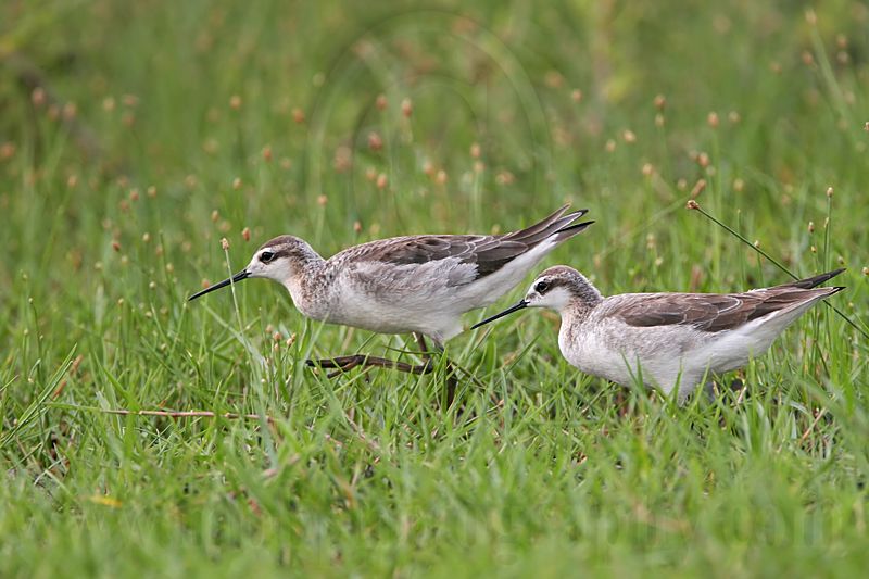 _MG_7791 Wilsons Phalarope.jpg