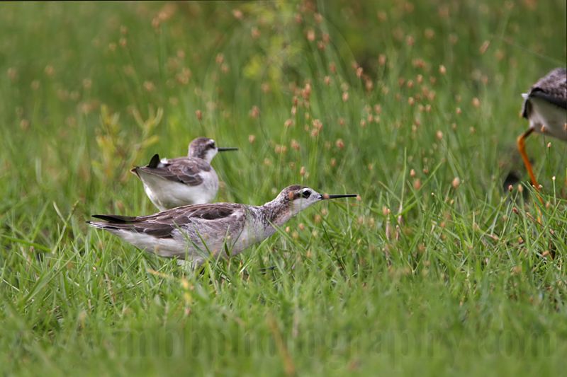 _MG_7804 Wilsons Phalarope.jpg