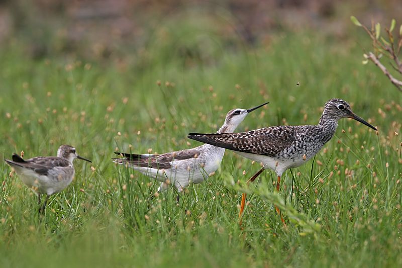 _MG_7809 Wilsons Phalarope.jpg