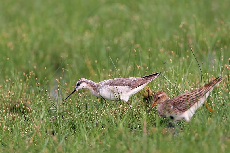 _MG_7863 Wilsons Phalarope.jpg