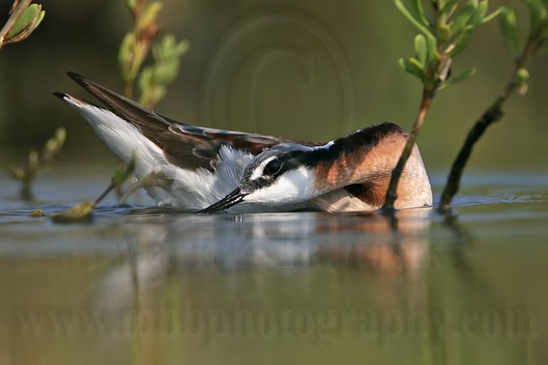_MG_8869 Wilsons Phalarope.jpg
