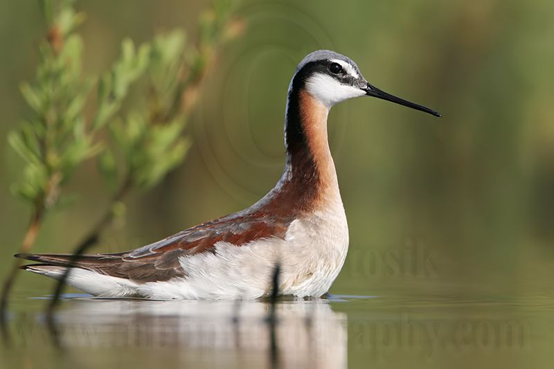 _MG_8890 Wilsons Phalarope.jpg