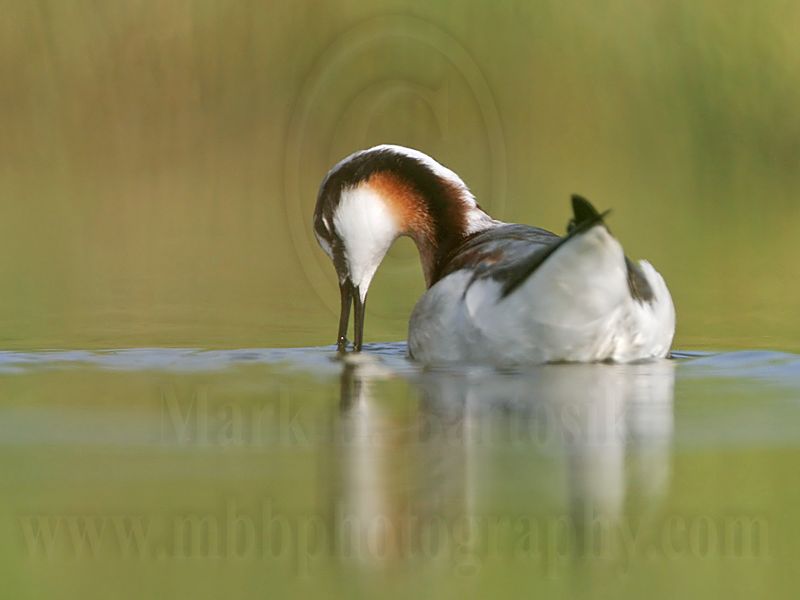 _MG_8894 Wilsons Phalarope.jpg