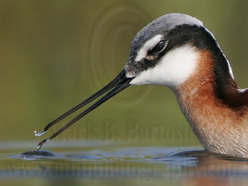 _MG_8917crop Wilsons Phalarope.jpg