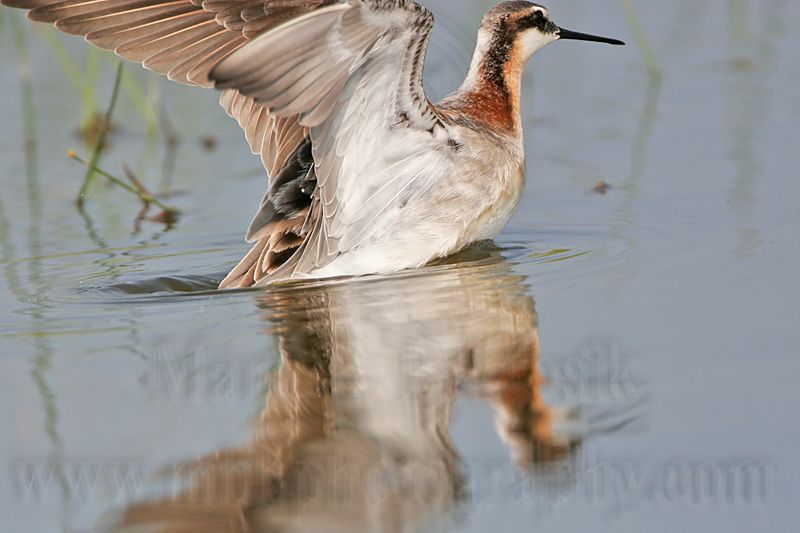 _MG_8932 Wilsons Phalarope.jpg