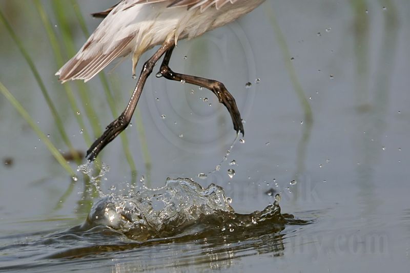 _MG_8933 Wilsons Phalarope.jpg