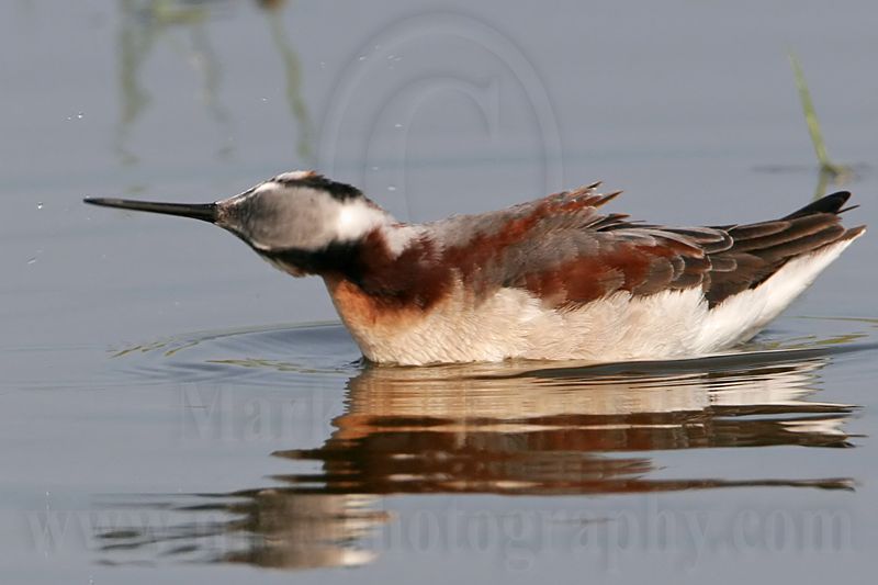 _MG_8955 Wilsons Phalarope.jpg