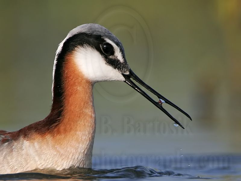 _MG_9488crop Wilsons Phalarope.jpg