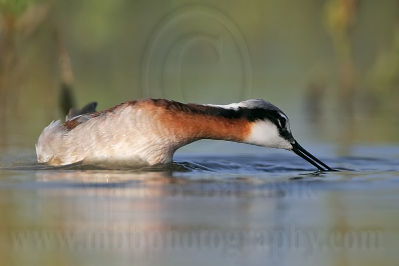 _MG_9496 Wilsons Phalarope.jpg