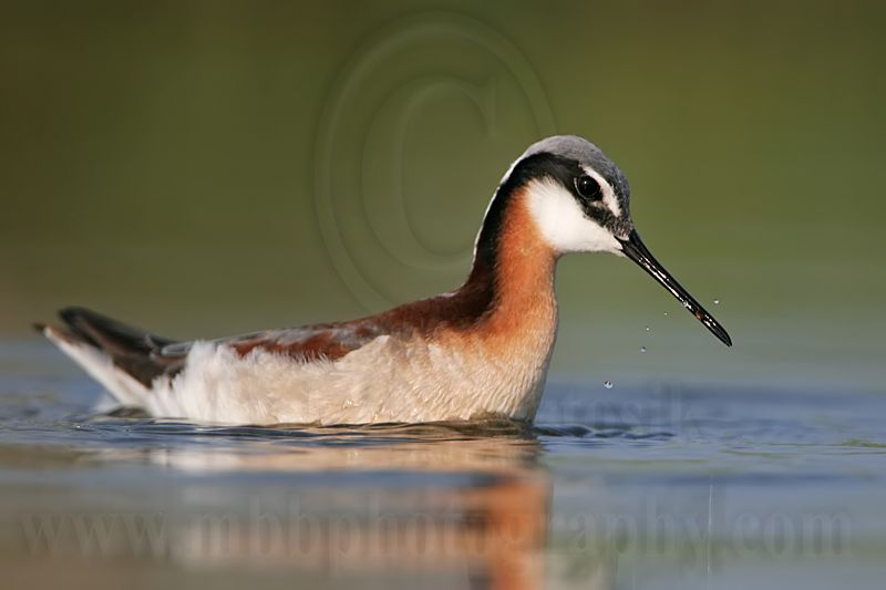 _MG_9534 Wilsons Phalarope.jpg