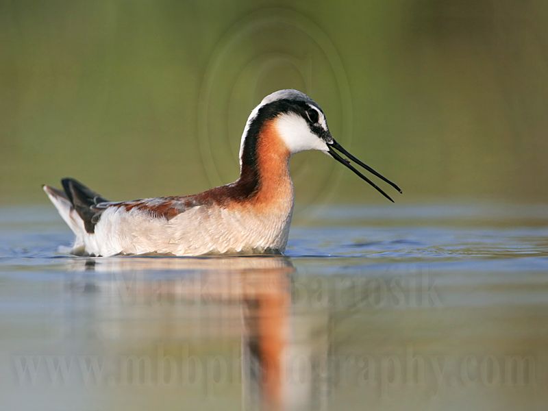 _MG_9569 Wilsons Phalarope.jpg