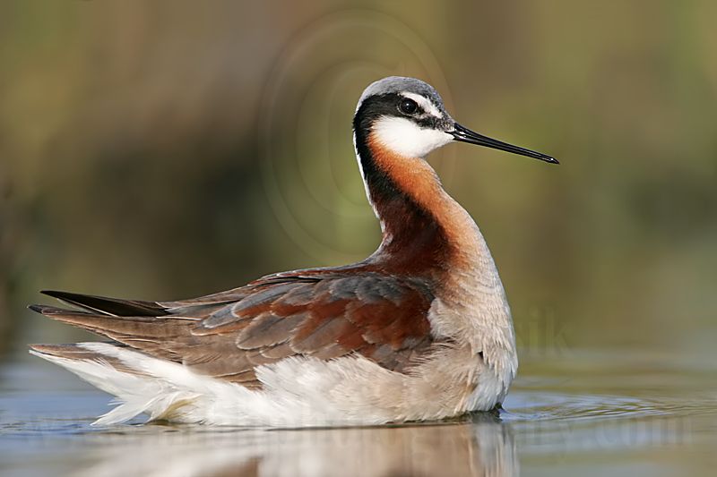 _MG_9607 Wilsons Phalarope.jpg