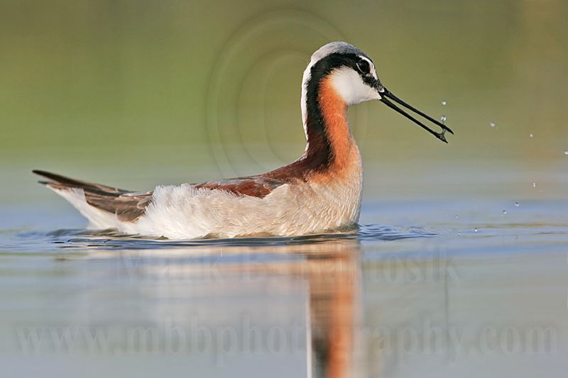_MG_9663 Wilsons Phalarope.jpg