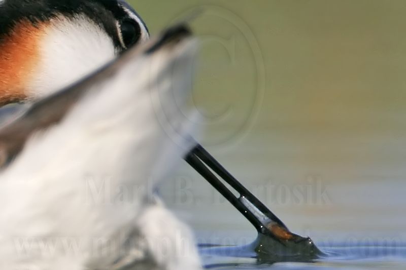 _MG_9667crop Wilsons Phalarope.jpg