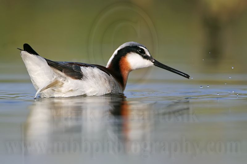 _MG_9668 Wilsons Phalarope.jpg