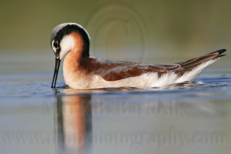 _MG_9695 Wilsons Phalarope.jpg