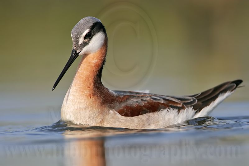 _MG_9743 Wilsons Phalarope.jpg
