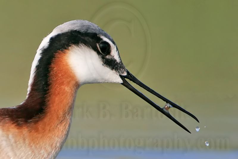 _MG_9764crop1 Wilsons Phalarope.jpg