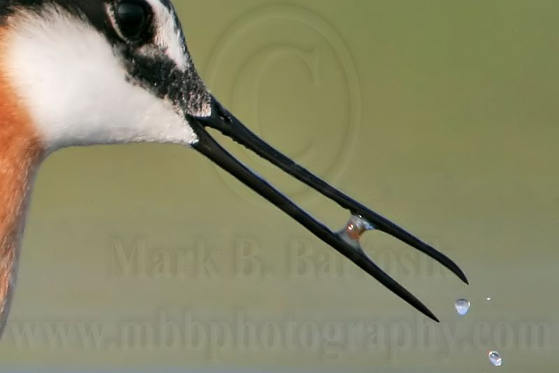 _MG_9764crop2 Wilsons Phalarope.jpg
