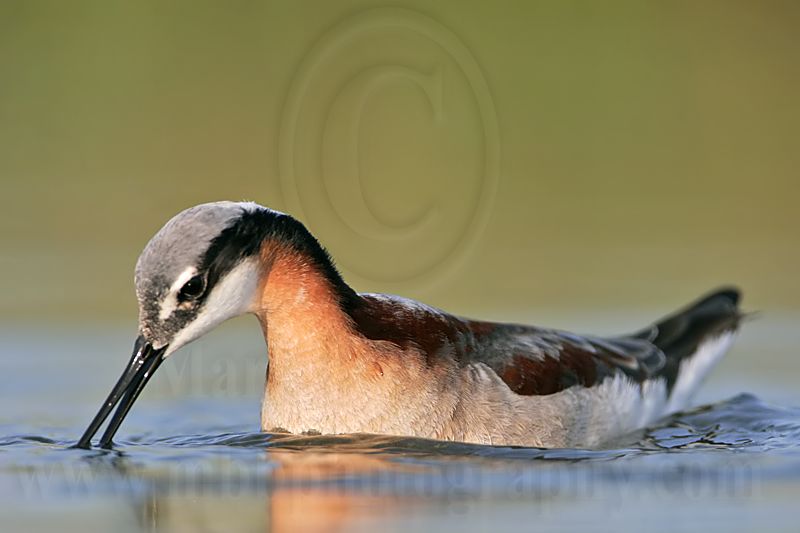 _MG_9795 Wilsons Phalarope.jpg
