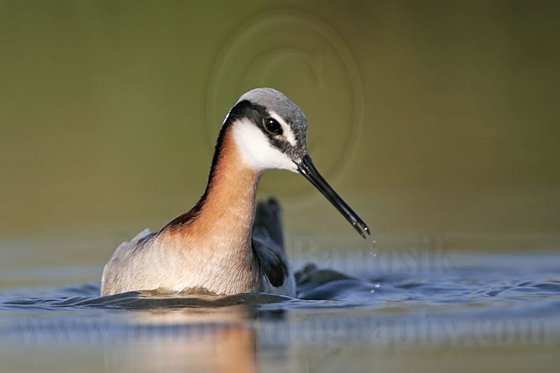 _MG_9805 Wilsons Phalarope.jpg