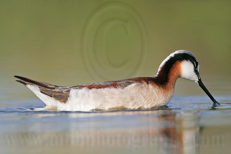 _MG_9815 Wilsons Phalarope.jpg