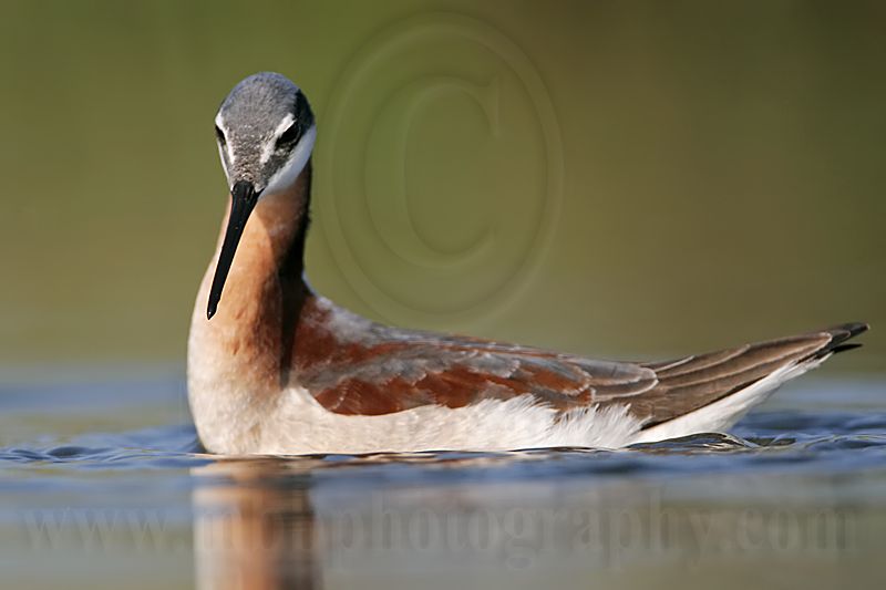 _MG_9817 Wilsons Phalarope.jpg