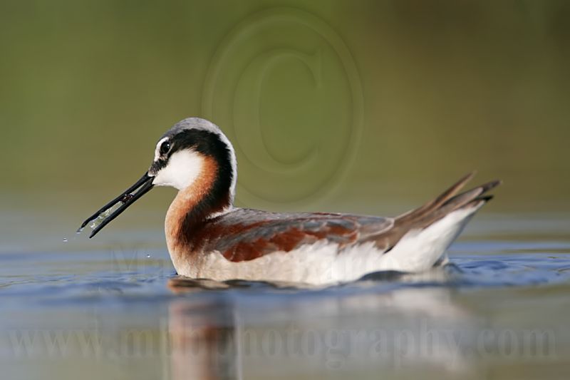 _MG_9820 Wilsons Phalarope.jpg