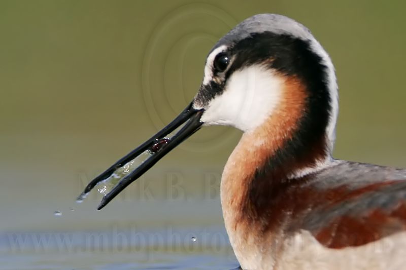 _MG_9820crop Wilsons Phalarope.jpg