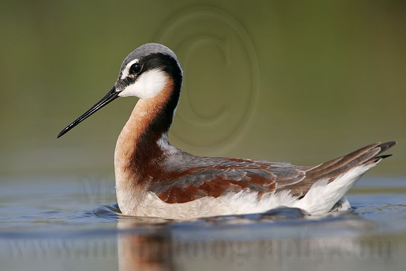 _MG_9826 Wilsons Phalarope.jpg