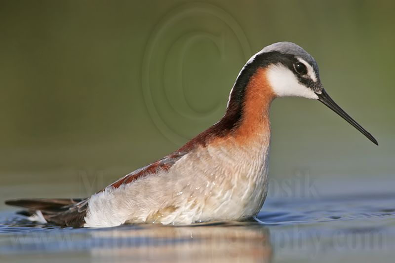 _MG_9848 Wilsons Phalarope.jpg