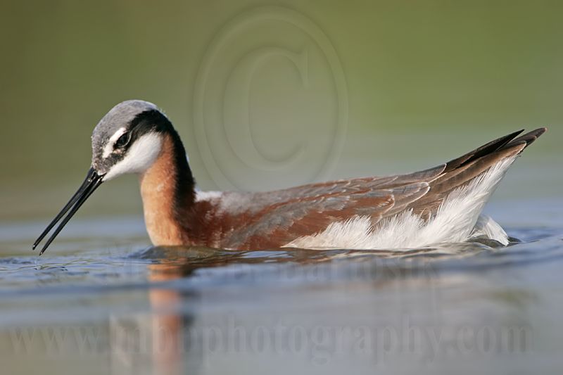 _MG_9868 Wilsons Phalarope.jpg