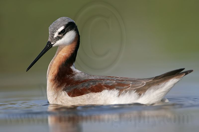_MG_9870 Wilsons Phalarope.jpg